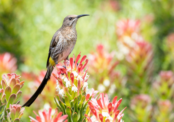Cape sugar bird with long tail in top of yellow and pink fynbos stock photo