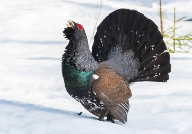 Capercaillie stock photo