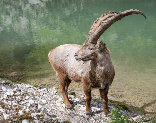 capra alpine ibex, steinbock, capricorno nella fauna selvatica, austria - stambecco delle alpi foto e immagini stock