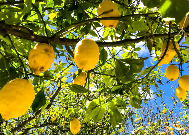 Capri Lemons April 29, 2019 - Capri, Italy: Lemons hanging from a tree on the island of Capri, Italy. grove photos stock pictures, royalty-free photos & images