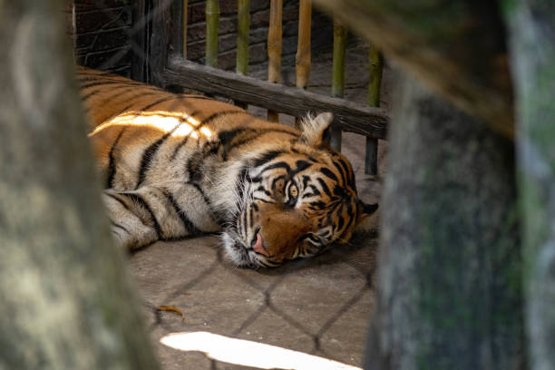Captive Tiger Malayan tiger captive in a United States zoo / sanctuary. animals in captivity stock pictures, royalty-free photos & images