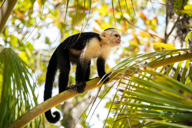 Capuchin monkey on a tree branch stock photo