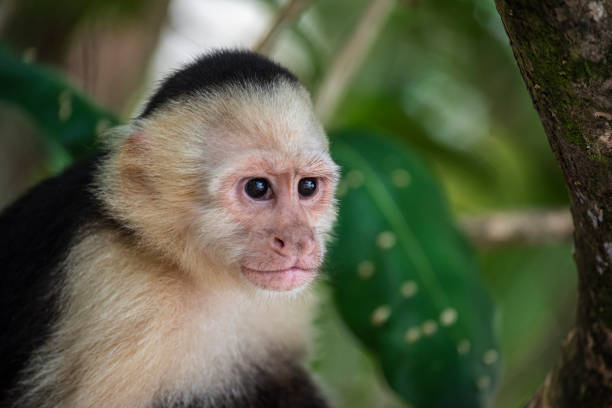Capuchin monkey stock photo