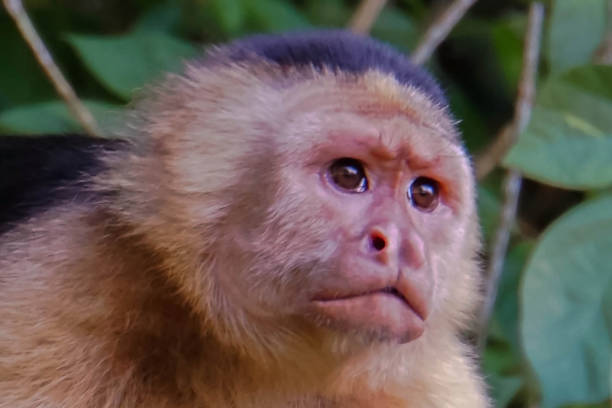 Capuchin Monkey stock photo