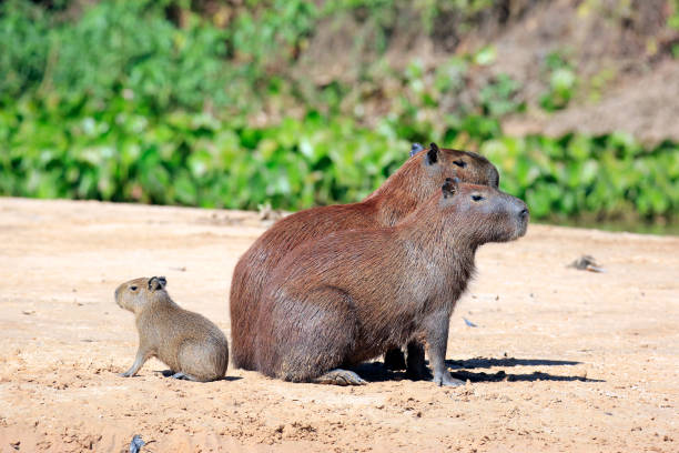Capybara Family stock photo