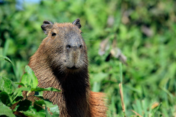 Capybara stock photo