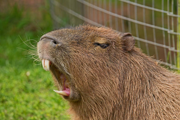Capybara showing his teeth Capybara (Hydrochoerus hydrochaeris) head and shoulders of a giant rodent showing his teeth with a fence and grass behind animal teeth photos stock pictures, royalty-free photos & images