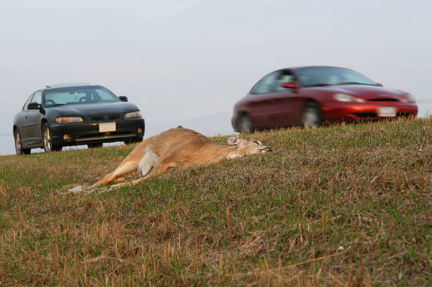 car deer accident - deer dead bildbanksfoton och bilder
