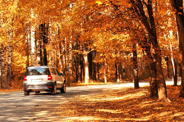 car in the autumn forest stock photo