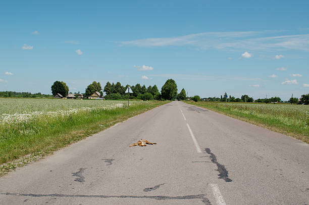 Car killed dead fox animal body lay on road stock photo