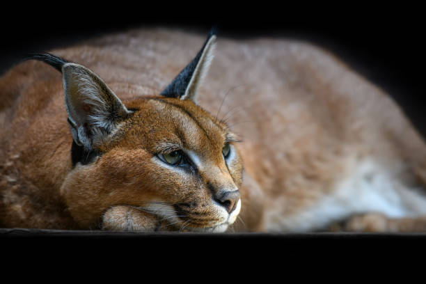 caracal lynx over black background picture