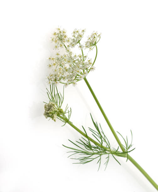 Caraway; True; Carum carvi Caraway; True; Carum carvi cumin stock pictures, royalty-free photos & images