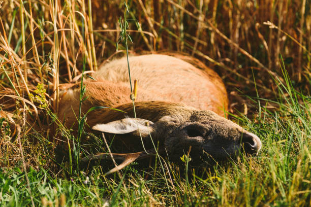 carcass of a dead roe deer in field - deer dead bildbanksfoton och bilder
