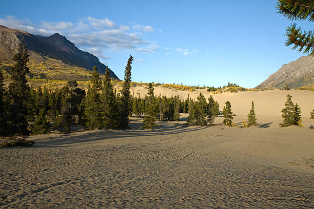 Carcross Desert, smallest desert in Canada, Yukon Carcross Desert, the most northerly , and smallest desert in Canada Yukon Southern Lakes, Canada yt stock pictures, royalty-free photos & images