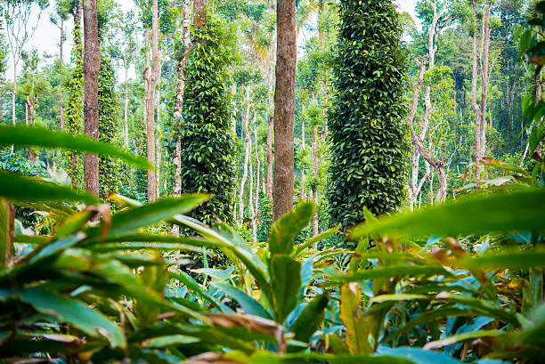 Cardamom plantation Cardamom plantation - cardamom leaves (in the foreground) and black pepper plants wrapped trees (Kumily, Kerala, India). kerala stock pictures, royalty-free photos & images