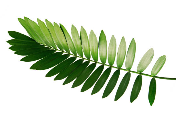 Cardboard palm or Zamia furfuracea or Mexican cycad leaf  isolated on white background, with clipping path Cardboard palm or Zamia furfuracea or Mexican cycad leaf  isolated on white background branch plant part stock pictures, royalty-free photos & images