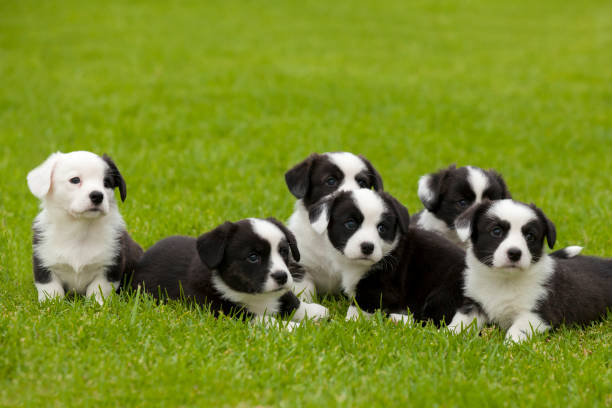 Cardigan Welsh Corgi litter of puppies. Six cute brindle and white Cardigan Welsh Corgi puppies sitting on grass looking forward. baby animals stock pictures, royalty-free photos & images