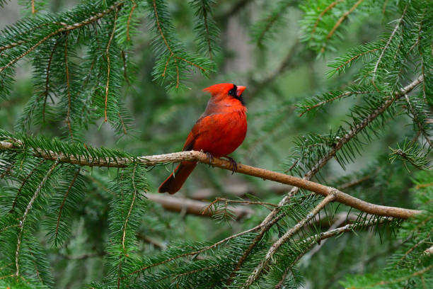 Cardinal about to take off stock photo