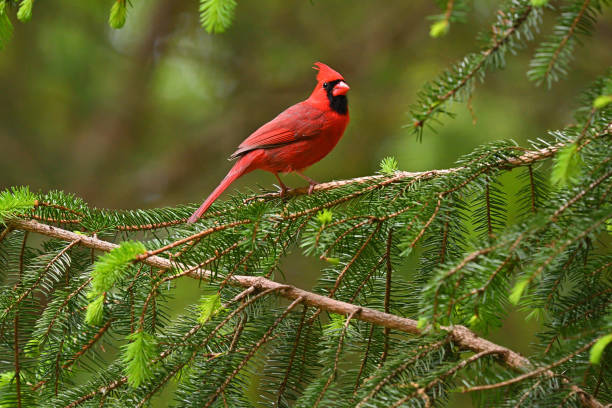 Cardinal in evergreen looking at camera stock photo