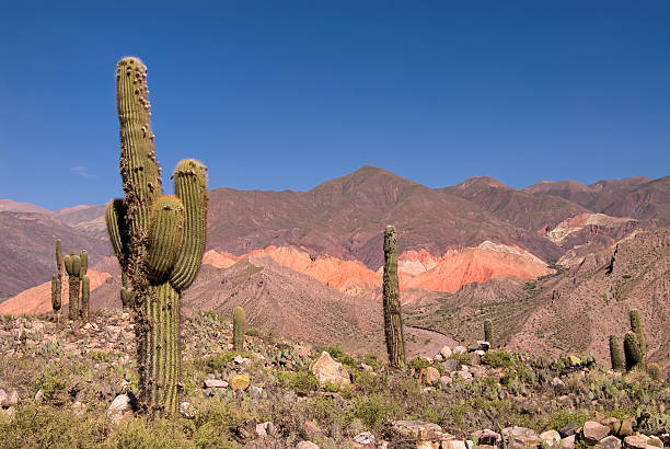 Cactus cardón (Trichocereus pasacana) en el norte de Argentina - foto de stock
