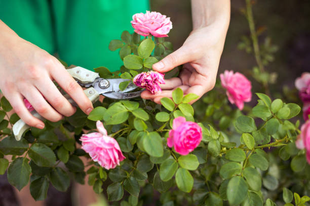 care of garden Girl cuts or trims the  bush (rose) with secateur in the garden pruning gardening stock pictures, royalty-free photos & images