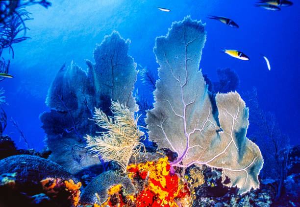 Caribbean coral garden stock photo
