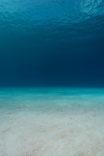 Undersea view and ocean floor in Little Cayman Island, Cayman Islands
