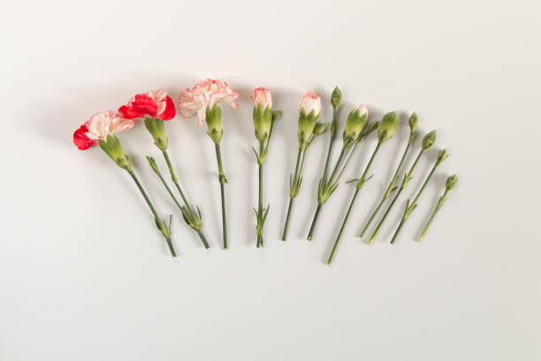 Carnation flowers and buds stock photo