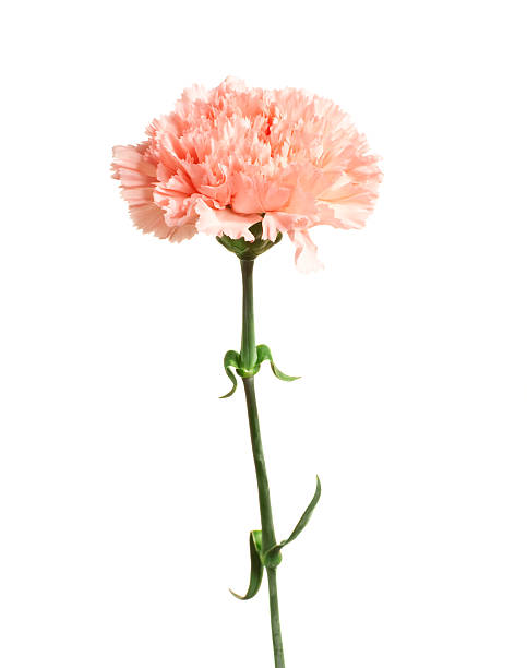 Carnation. Pink flower on a white background. single flower stock pictures, royalty-free photos & images