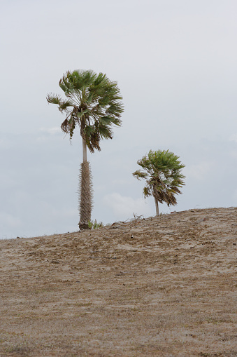 Carnauba palm in dunes of Piaui