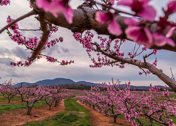 Carolina Peach Trees Blossom stock photo