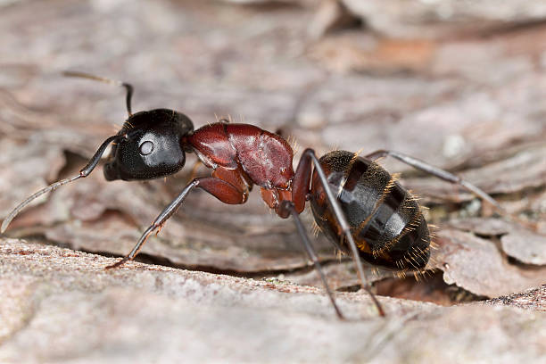 Carpenter ant, Camponotus herculeanus, Extreme close up stock photo