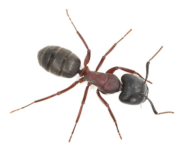 Carpenter ant, Camponotus herculeanus isolated on white background stock photo