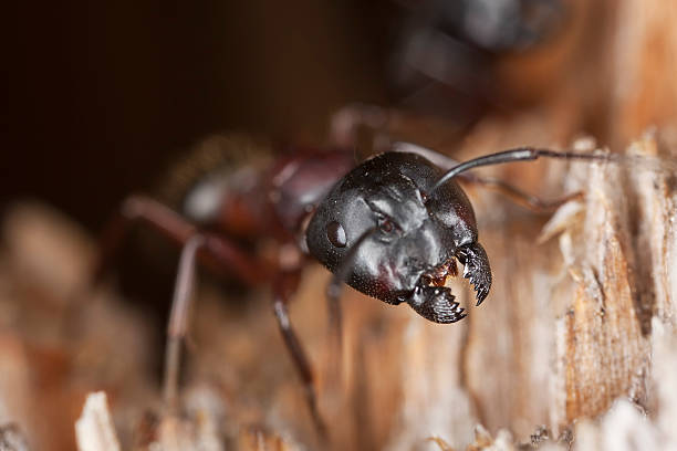 Carpenter ant guarding its nest. stock photo