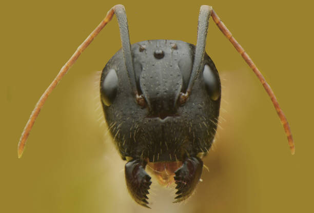 Carpenter ant head Carpenter ant head animal antenna stock pictures, royalty-free photos & images