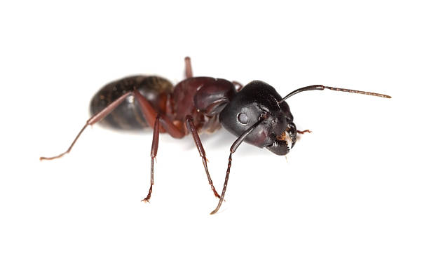Carpenter ant isolated on white background. stock photo