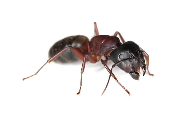Carpenter ant isolated on white background. stock photo