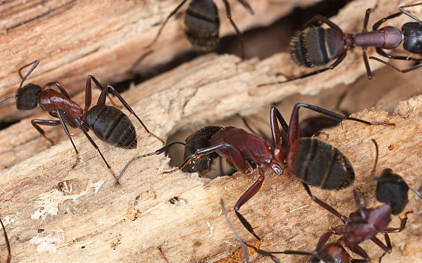 Carpenter ants, Camponotus herculeanus stock photo