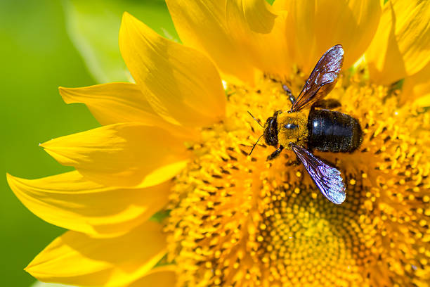 пчела-плотник на подсолнечнике - венчик лепесток стоковые фото и изображения