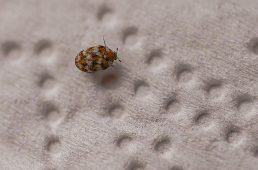 Macro photography of Carpet Beetle.