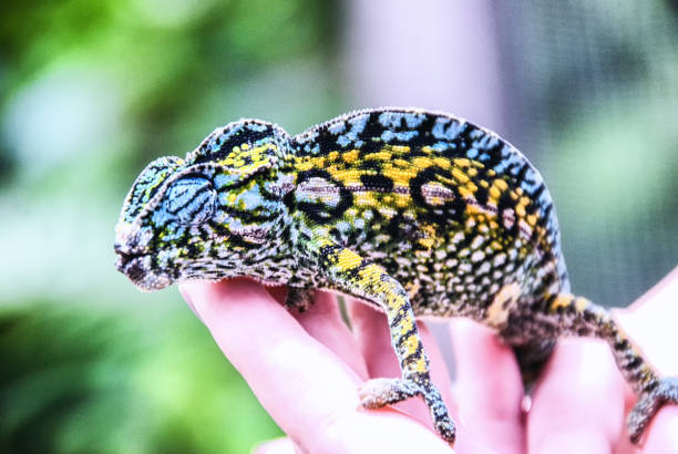 Carpet chameleon, Madagascar Small colorful Carpet chameleon resting in the palm of a hand, Madagascar carpet Chameleon stock pictures, royalty-free photos & images