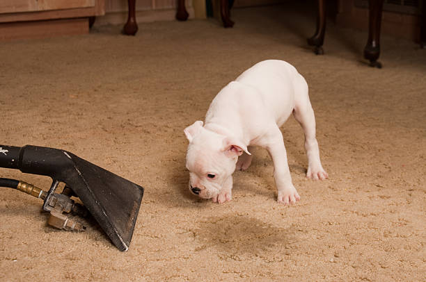 Carpet Cleaning Service stock photo