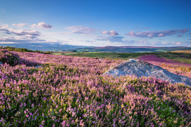 Carpet of Heather on Simonside Hills Popular with walkers and hikers the Simonside Hills are covered with heather in late summer. they are part of Northumberland National Park overlooking Coquetdale and Cheviot Hills rothbury northumberland stock pictures, royalty-free photos & images