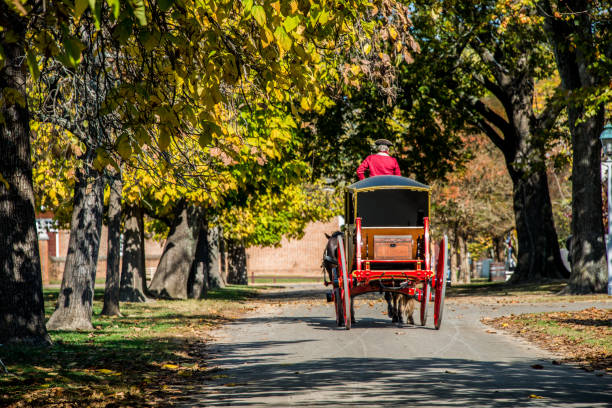 Carriage Ride Through the Trees A horse drawn carriage rolls down a tree-lined street in Williamsburg, Virginia williamsburg virginia stock pictures, royalty-free photos & images