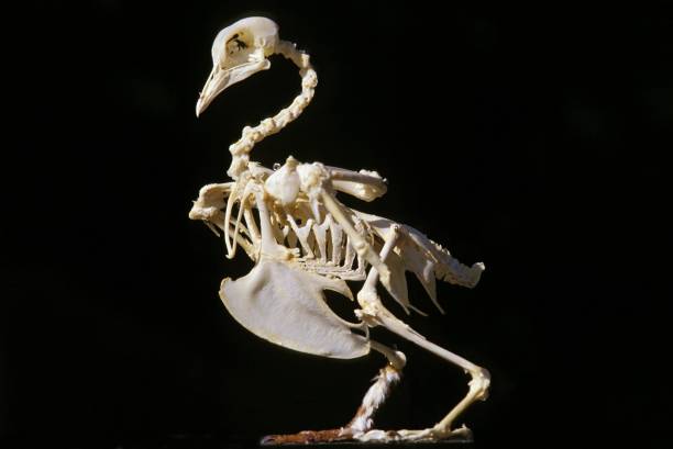 pigeon porteur, columba livia, squelette d’adulte sur fond noir - squelette oiseau photos et images de collection