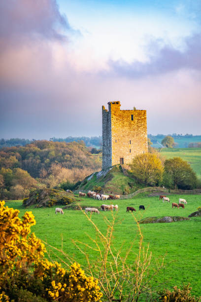 Carrigaphooca Castle photographed from the north east in the evening stock photo