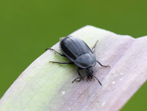 Carrion beetle Phosphuga atrata European carrion beetle Phosphuga atrata on a leaf carrion stock pictures, royalty-free photos & images