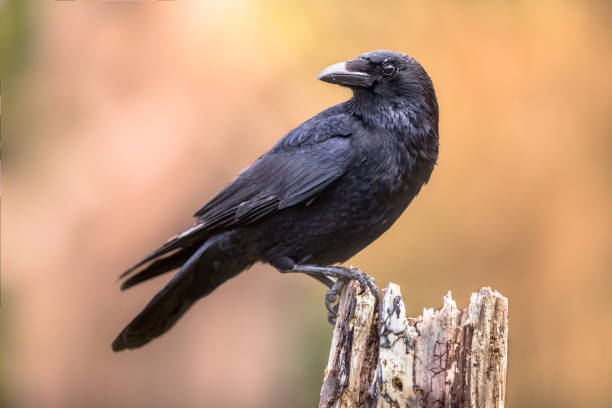 Carrion crow bright background Carrion crow (Corvus corone) black bird perched on tree trunk on bright background and looking at camera crow bird stock pictures, royalty-free photos & images