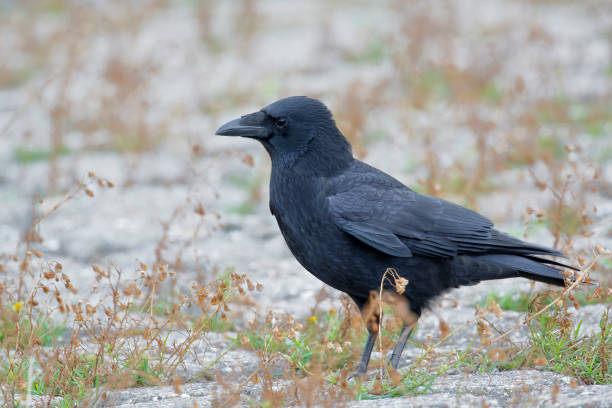 Carrion Crow (Corvus corone) on the ground, the Netherlands stock photo