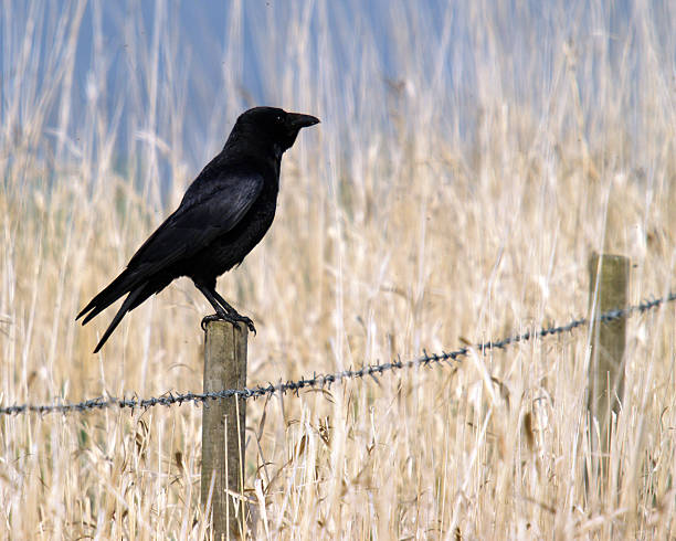 Carrion Crow  (Corvus corone)  carrion stock pictures, royalty-free photos & images